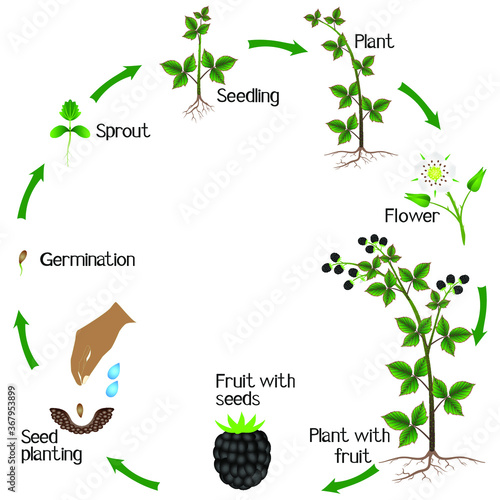Life cycle of a blackberry plant on a white background.