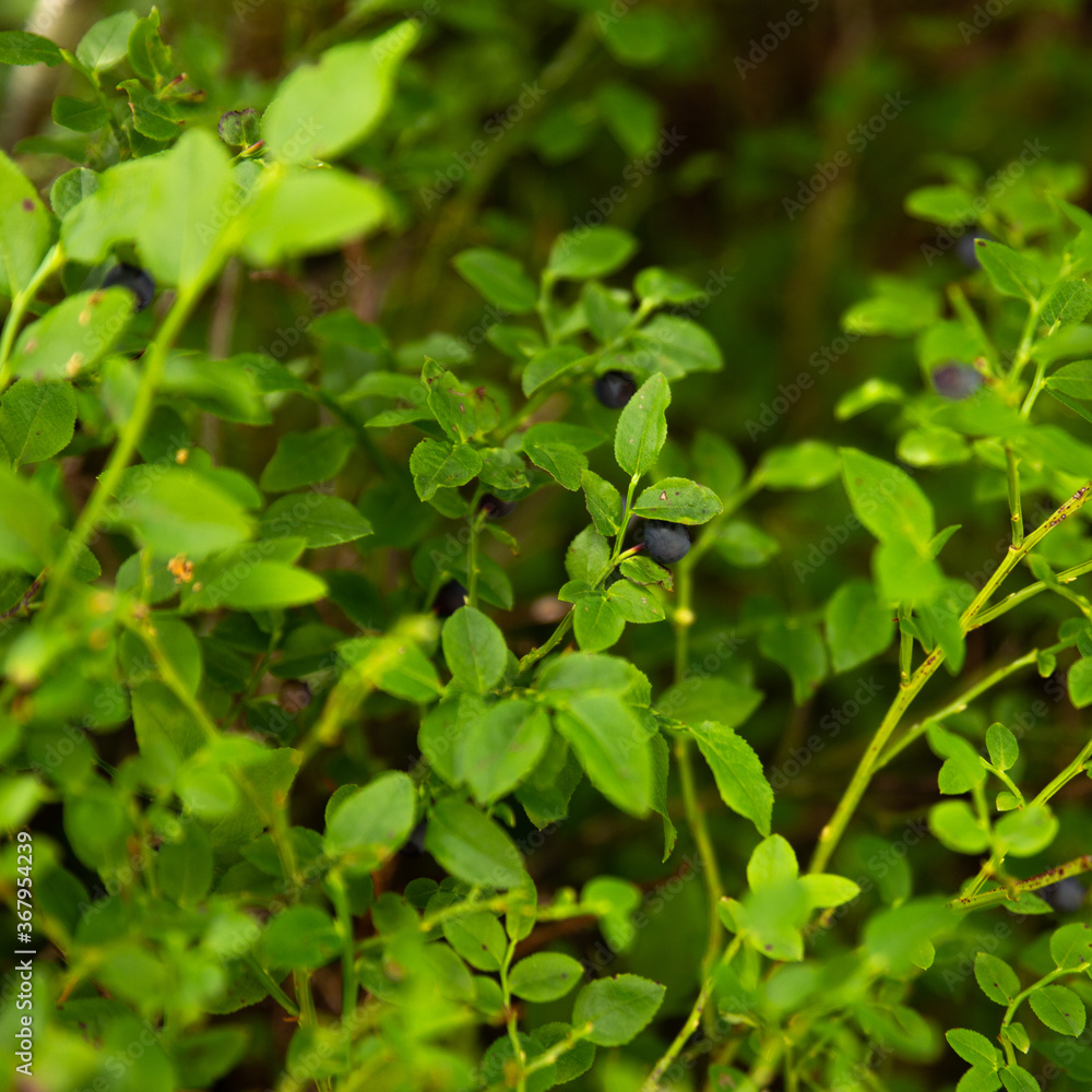 fresh organic Blueberry grows in the alps forest fresh organic Blueberry grows in the alps forest