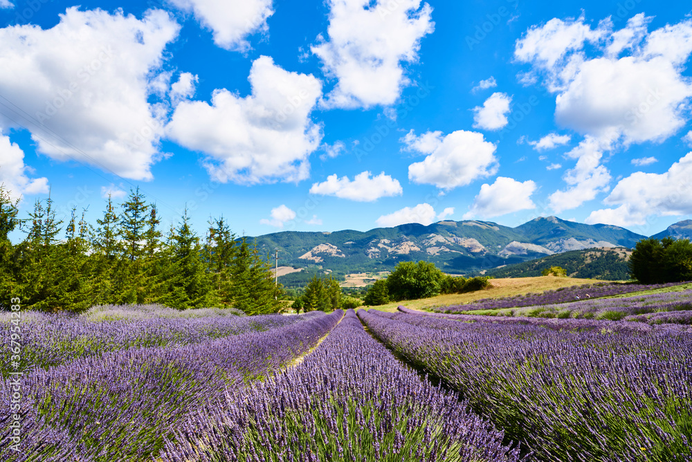 Paesaggio con fiori  di lavanda in Calabria presso Parco Nazionale del Pollino