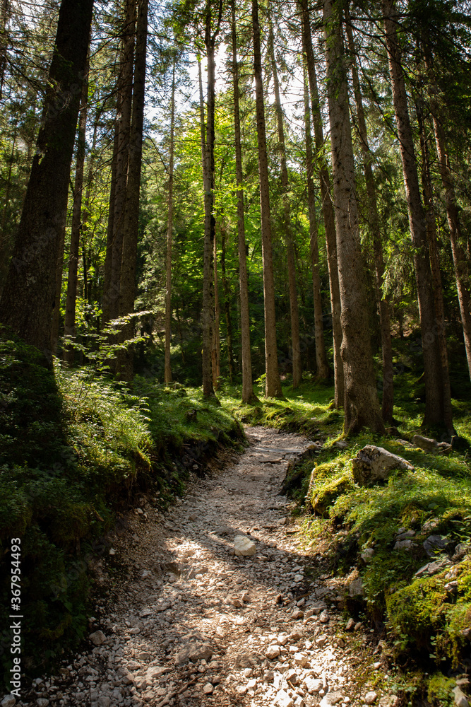 Hiking trail through the alps forest in sunny hot summer day Hiking trail through the alps forest in sunny hot summer day