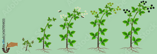 Cycle of growth of a blackberry plant, design element.
