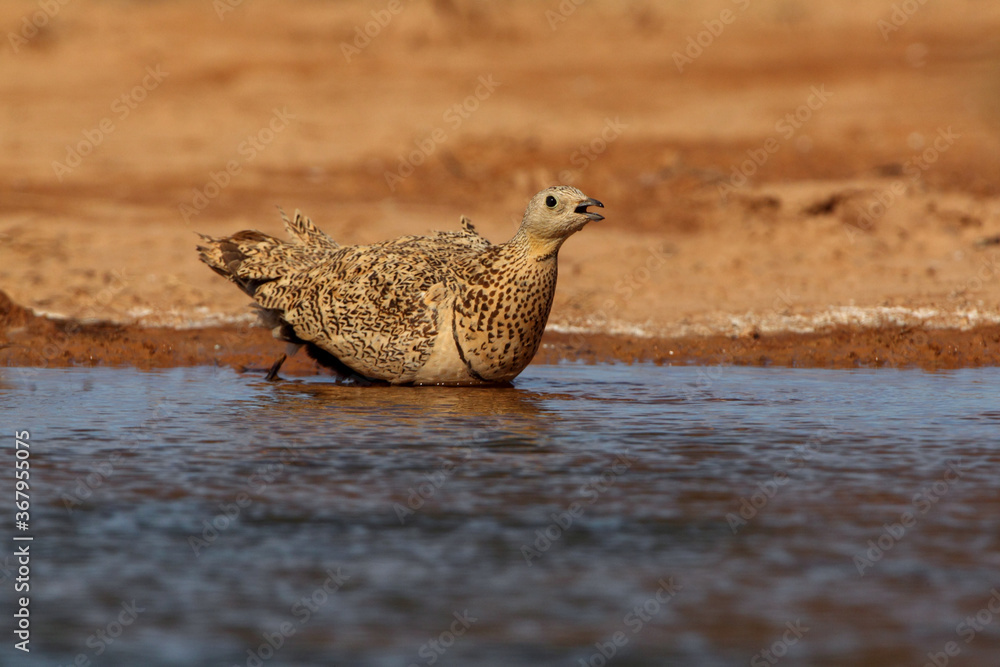 Black-bellied sandgrouse female early in the day at a water point in summer Black-bellied sandgrouse female early in the day at a water point in summer