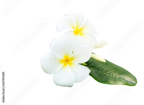 White tropical flowers frangipani (plumeria) isolated on white background with clipping path.. © chattrakarn