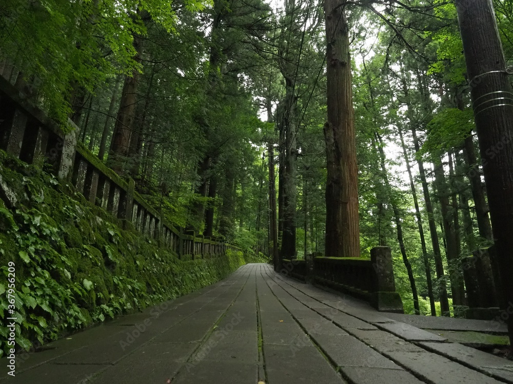 Obraz premium 深緑の小径