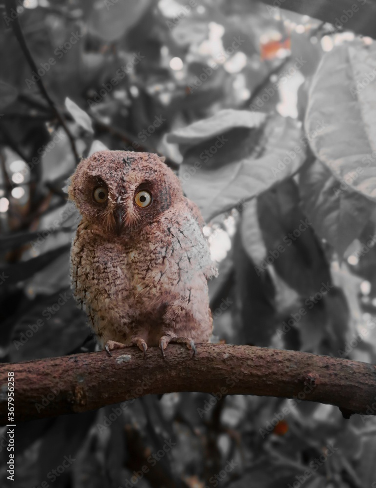 Obraz premium great horned owl