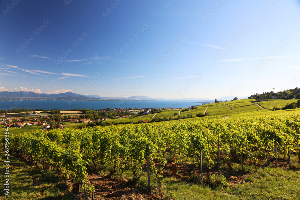View of vineyards in Switzerland