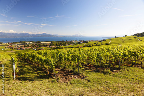 Vignes de Mont-sur-Rolle sous un ciel bleu