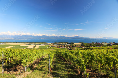 Vignes de Mont-sur-Rolle sous un ciel bleu
