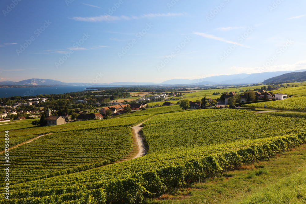 View of vineyards in Switzerland