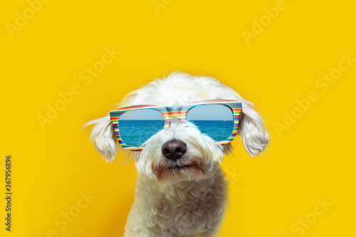 funny puppy dog going on vacations wearing sunglasses, Isolated on yellow background. © Sandra