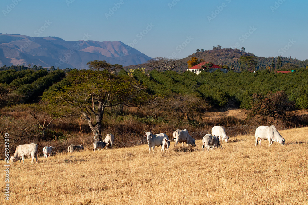 Brahman cattle grazing on a pasture 2