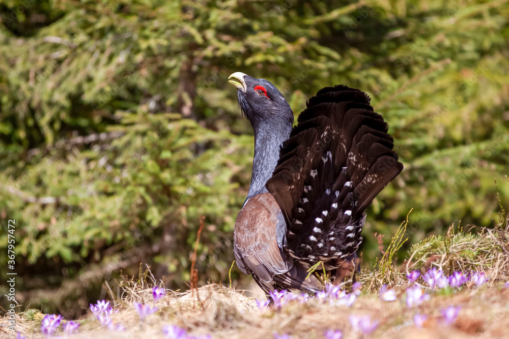 The western capercaillie (Tetrao urogallus) on a small meadow covered with flowers, he sings her spring song The western capercaillie (Tetrao urogallus) on a small meadow covered with flowers, he sings her spring song