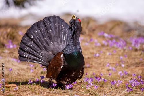 The western capercaillie (Tetrao urogallus) on a small meadow covered with flowers, he sings her spring song