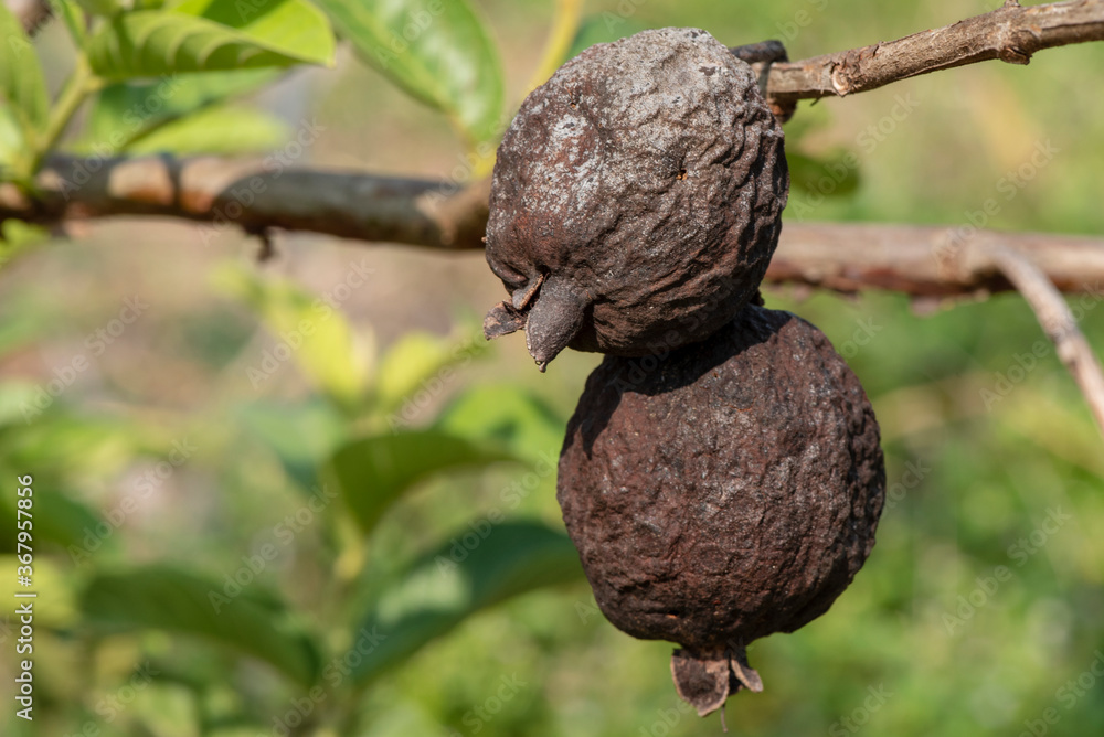 guava, which is a fungal disease, has a black effect, does not grow. guava, which is a fungal disease, has a black effect, does not grow.