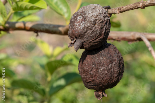 guava, which is a fungal disease, has a black effect, does not grow. © KE.Take a photo