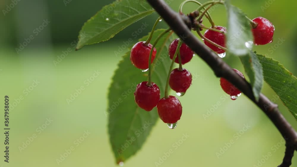 Drops of water on cherries hanging from branch, close up Drops of water on cherries hanging from branch, close up