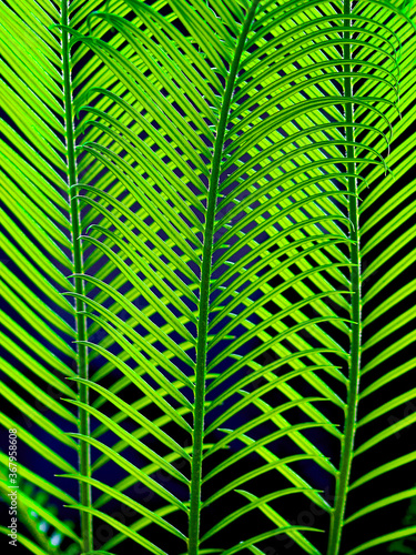 green palm leaves grow on black background