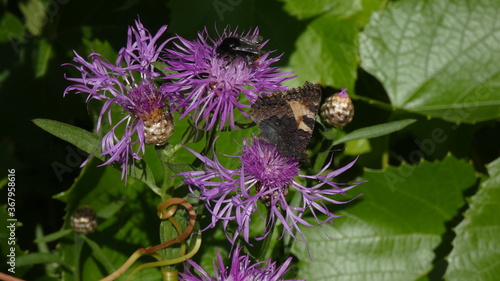 bumblebee on a thistle