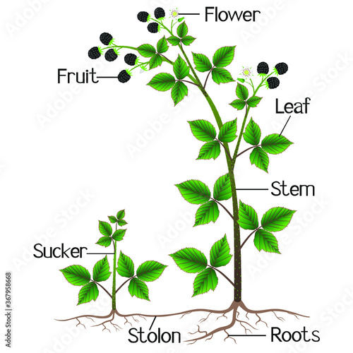Parts of blackberry plant isolated on white background.