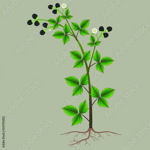 Blackberry plant with roots, ripe berries and flowers.