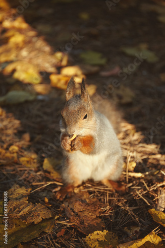 Portrait of a squirrel eating nuts in an autumn park
