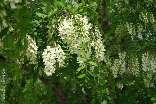 Many white flowers in the leafage of Robinia pseudoacacia in mid May