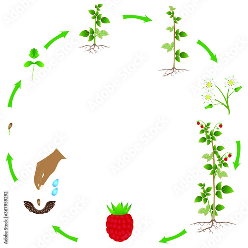 Cycle of a raspberry plant growth isolated on white background.