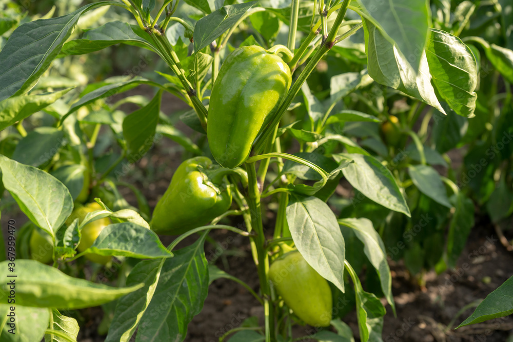 raw green young bell pepper in a garden, rows of paprika plantation raw green young bell pepper in a garden, rows of paprika plantation
