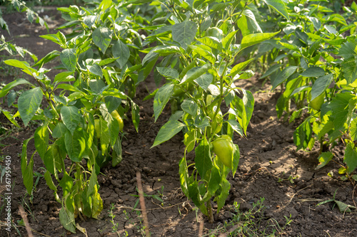 raw green young bell pepper in a garden, rows of paprika plantation