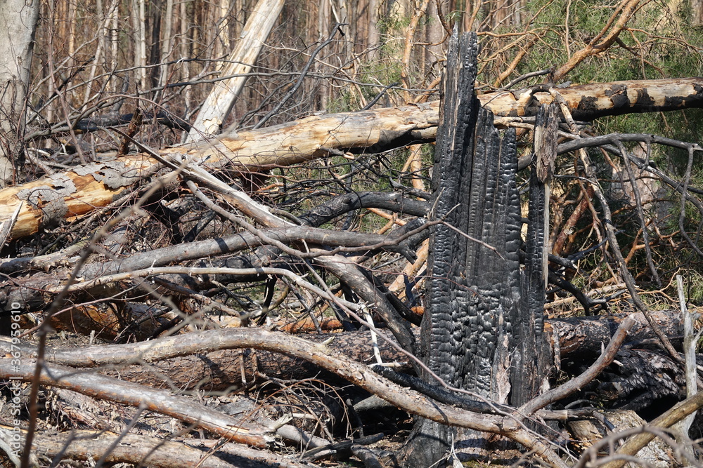 Wald nach einem Waldbrand