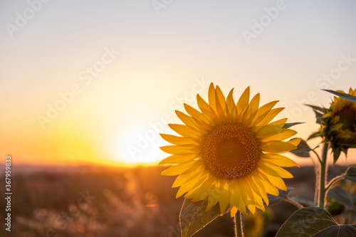 sunflower on the field during sunset with the sun in the background with copy space