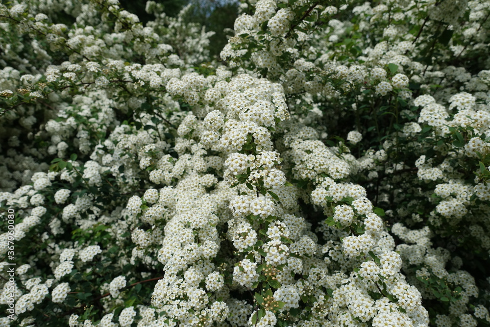 Dozens of white flowers of germander meadowsweet in mid May Dozens of white flowers of germander meadowsweet in mid May