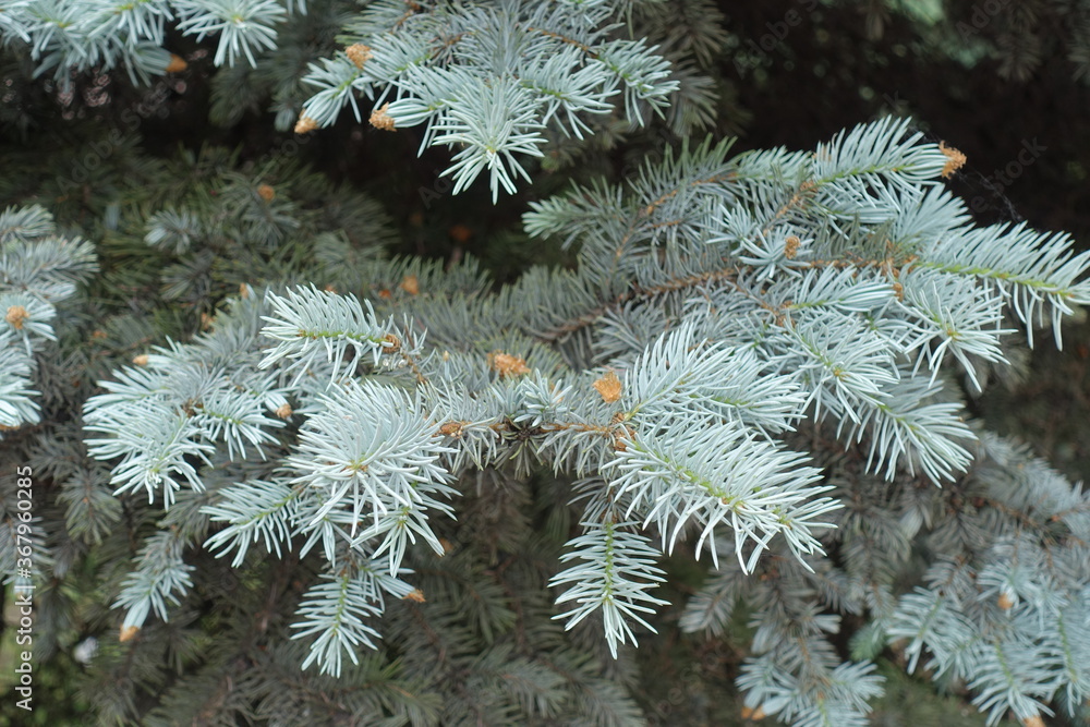 Pale blue fresh needles on branches of Picea pungens in spring Pale blue fresh needles on branches of Picea pungens in spring