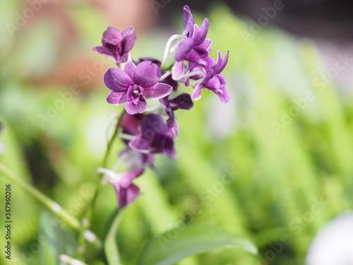 Purple Vanda orchids Dendrobium lindley  Orchidaceae  Dendrobium phalaenopsis beautiful bouquet on blurred of nature background