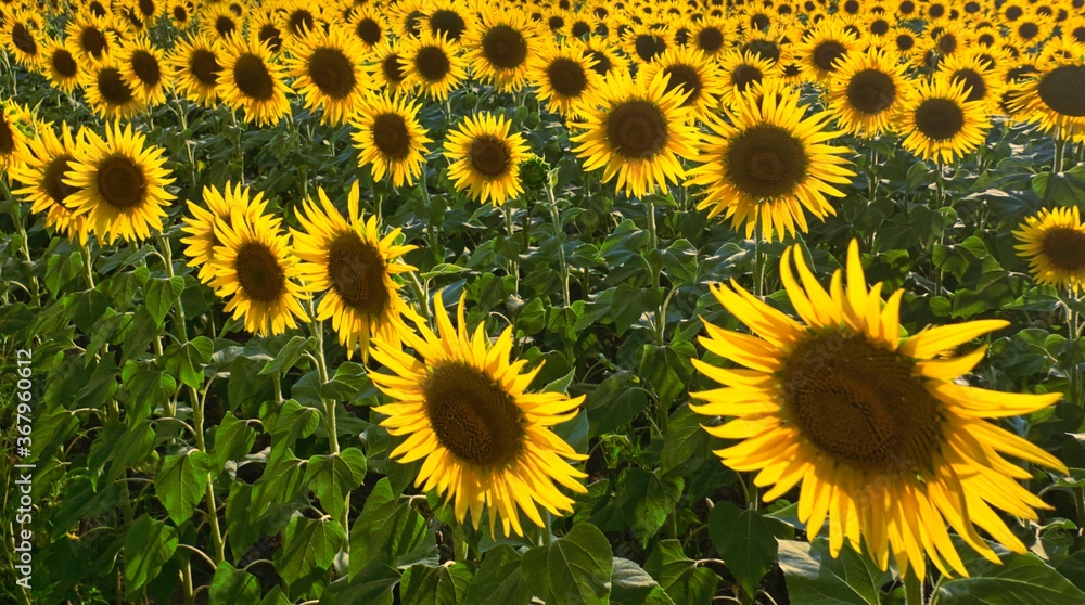 sunflower field growing on the farm