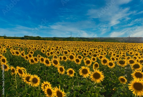 Fototapeta Naklejka Na Ścianę i Meble -  sunflower field growing on the farm