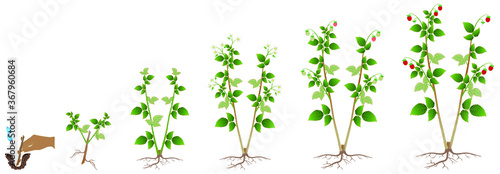 Cycle of growth of a raspberry plant on a white background.