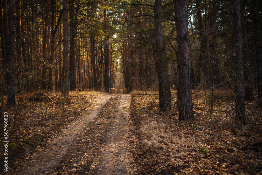 Obraz premium Rural landscape with pine forest crossed by dirt track