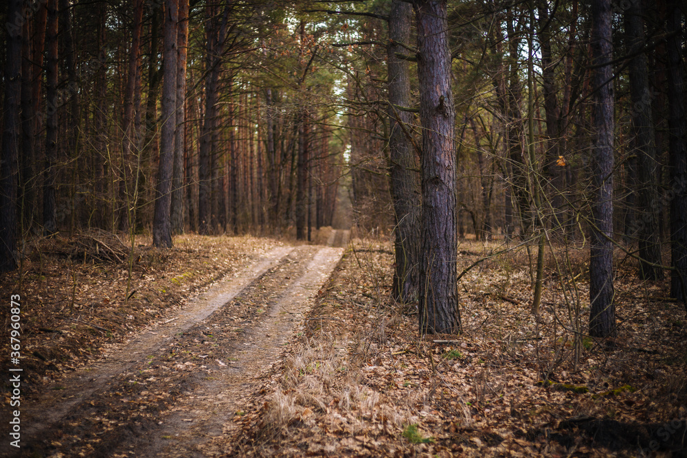 Fototapeta premium Rural landscape with pine forest crossed by dirt track