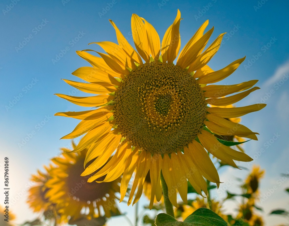 sunflower growing against a blue sky