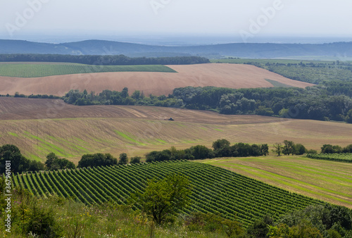 Tractor harvesting agriculture field in vineyard. Palava  Czech republic