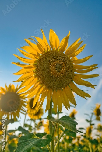 sunflower growing against a blue sky