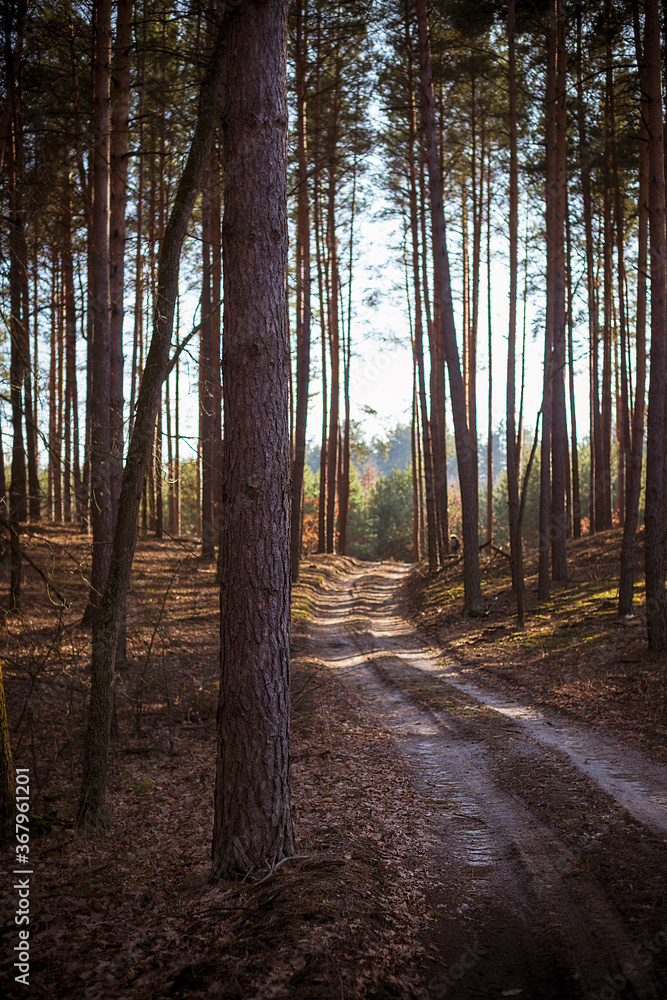 Rural landscape with pine forest crossed by dirt track