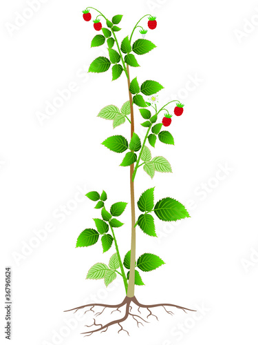 Raspberry plant with roots isolated on white background.