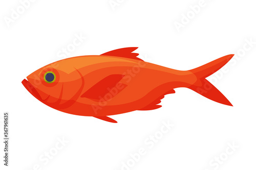 Red Koi Carp Freshwater Fish, Fresh Aquatic Fish Species Cartoon Vector Illustration