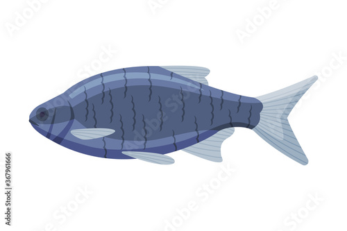 Tilapia Freshwater Fish, Fresh Aquatic Fish Species Cartoon Vector Illustration