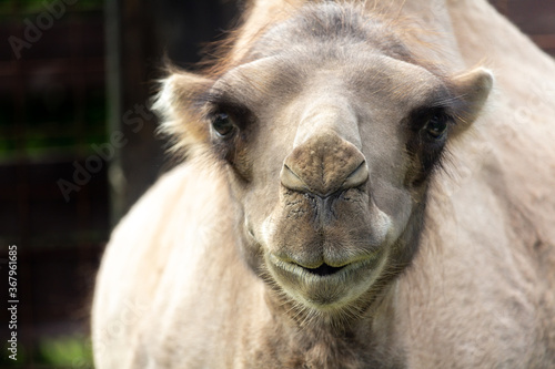 Portrait of wild bactarian camel from front, Camelus ferus