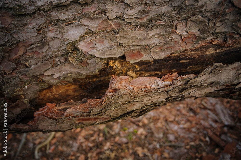 Close up photo of dry cork on the tree trunk Close up photo of dry cork on the tree trunk