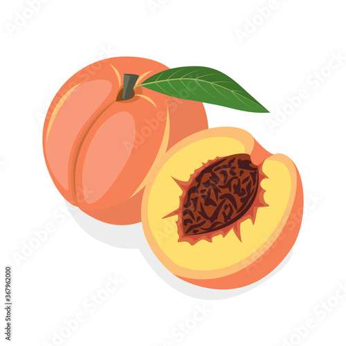 Fresh peach on a white background. Half  peach of delicious sweet fruit. Can be used as emblem, logo, web print, sticker. Vector illustration