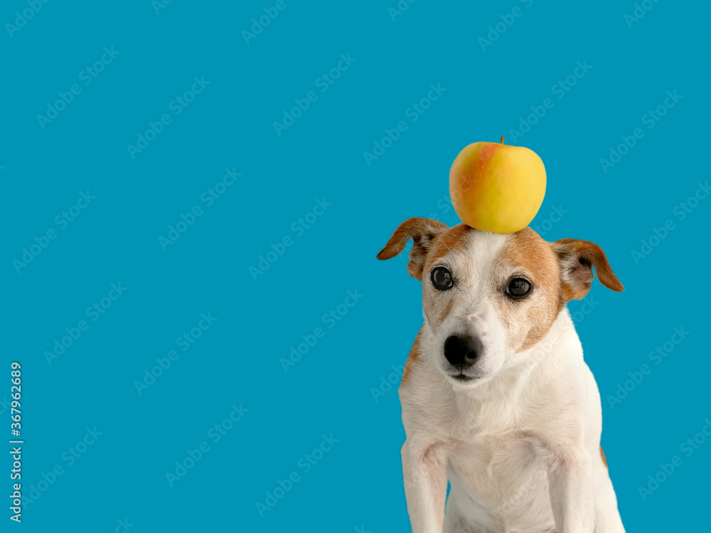 Lovely little dog with yellow apple on head standing on bright blue background